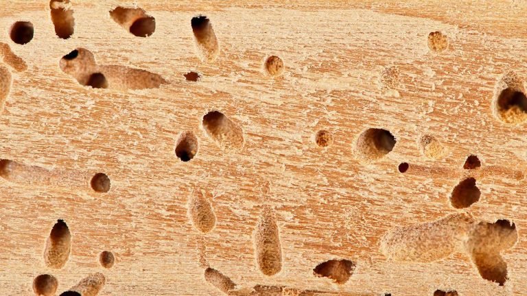 Termites Prevention Tips