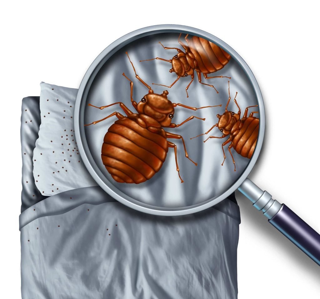 Bed Bugs Control